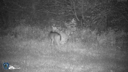 Pennsylvania Elk Live Webcam - Sep 28, 2026, 4:27am EDT