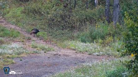 Pennsylvania Elk Live Webcam - Sep 28, 2026, 1:15pm EDT