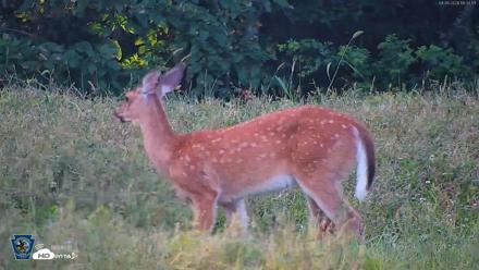 Pennsylvania Elk Live Webcam - Sep 6, 2026, 6:35pm EDT