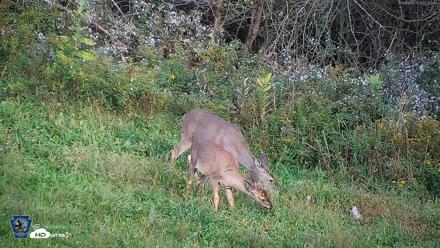 Pennsylvania Elk Live Webcam - Sep 30, 2026, 5:14pm EDT