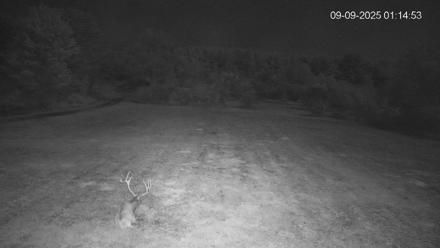 Pennsylvania Elk Live Webcam - Sep 9, 2025, 1:15am EDT