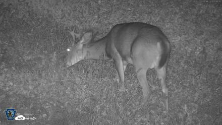 Pennsylvania Elk Live Webcam - Oct 1, 2026, 10:12pm EDT