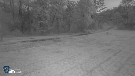 Pennsylvania Elk Live Webcam - Sep 10, 2026, 6:27am EDT