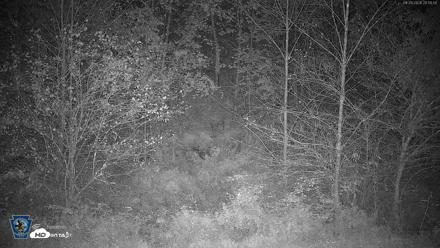 Pennsylvania Elk Live Webcam - Sep 29, 2026, 8:51pm EDT
