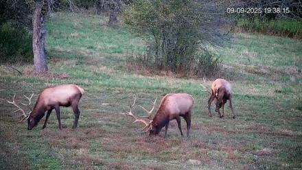 Pennsylvania Elk Live Webcam - Sep 9, 2025, 7:39pm EDT