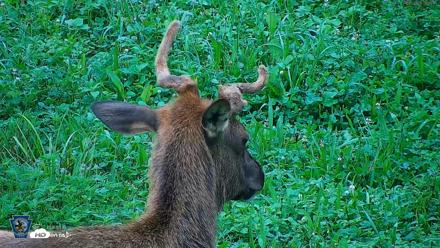 Pennsylvania Elk Live Webcam - Aug 6, 2026, 7:55am EDT