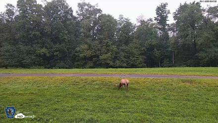 Pennsylvania Elk Live Webcam - Aug 11, 2026, 6:48am EDT