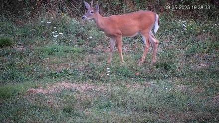 Pennsylvania Elk Live Webcam - Sep 5, 2025, 7:39pm EDT