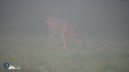 Pennsylvania Elk Live Webcam - Sep 7, 2026, 7:43am EDT