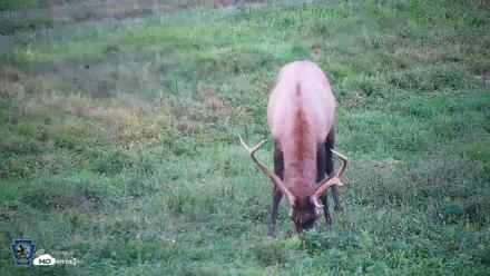 Pennsylvania Elk Live Webcam - Sep 8, 2026, 7:06pm EDT