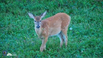 Pennsylvania Elk Live Webcam - Sep 5, 2026, 7:29pm EDT
