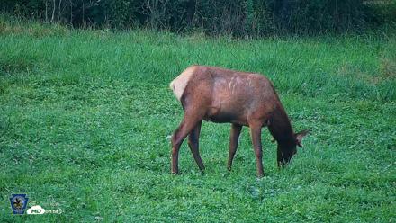 Pennsylvania Elk Live Webcam - Aug 7, 2026, 7:01pm EDT