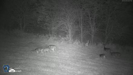 Pennsylvania Elk Live Webcam - Sep 9, 2026, 8:08pm EDT