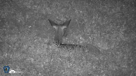 Pennsylvania Elk Live Webcam - Oct 1, 2026, 4:46am EDT