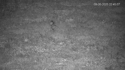 Pennsylvania Elk Live Webcam - Sep 26, 2025, 10:45pm EDT