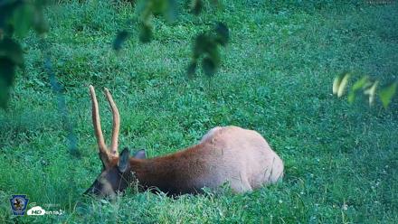 Pennsylvania Elk Live Webcam - Aug 18, 2026, 6:54pm EDT
