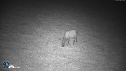 Pennsylvania Elk Live Webcam - Aug 5, 2026, 9:12pm EDT