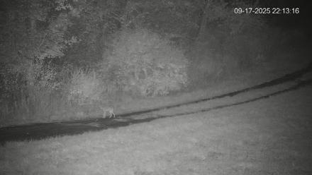 Pennsylvania Elk Live Webcam - Sep 17, 2025, 10:13pm EDT