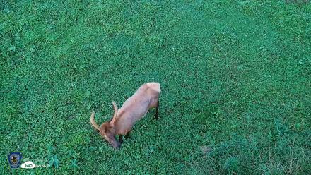 Pennsylvania Elk Live Webcam - Aug 6, 2026, 7:26pm EDT