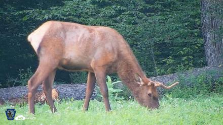 Pennsylvania Elk Live Webcam - Aug 8, 2026, 5:46pm EDT