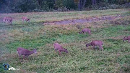 Pennsylvania Elk Live Webcam - Sep 28, 2026, 6:31pm EDT