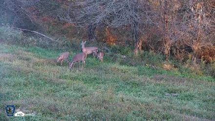 Pennsylvania Elk Live Webcam - Oct 3, 2026, 5:59pm EDT
