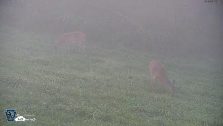 Pennsylvania Elk Live Webcam - Sep 6, 2026, 7:32am EDT