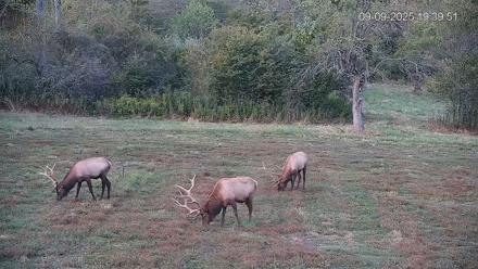 Pennsylvania Elk Live Webcam - Sep 9, 2025, 7:40pm EDT