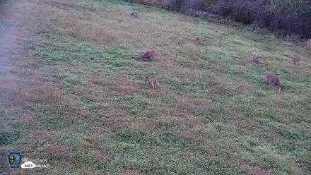 Pennsylvania Elk Live Webcam - Oct 2, 2026, 6:04pm EDT