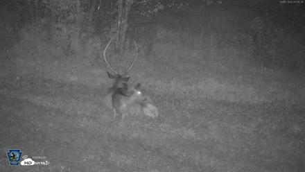 Pennsylvania Elk Live Webcam - Sep 6, 2026, 8:40pm EDT