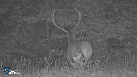 Pennsylvania Elk Live Webcam - Aug 27, 2026, 9:42pm EDT