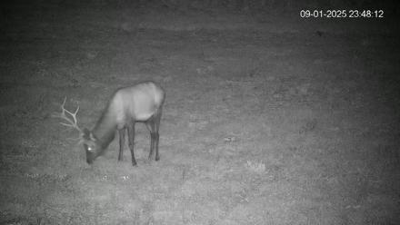 Pennsylvania Elk Live Webcam - Sep 1, 2025, 11:49pm EDT
