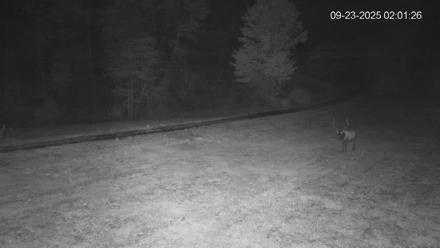 Pennsylvania Elk Live Webcam - Sep 23, 2025, 2:02am EDT