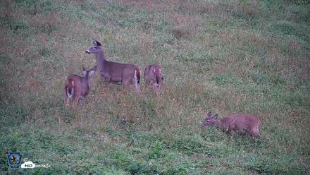 Pennsylvania Elk Live Webcam - Sep 30, 2026, 6:20pm EDT