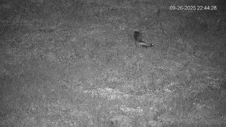 Pennsylvania Elk Live Webcam - Sep 26, 2025, 10:45pm EDT