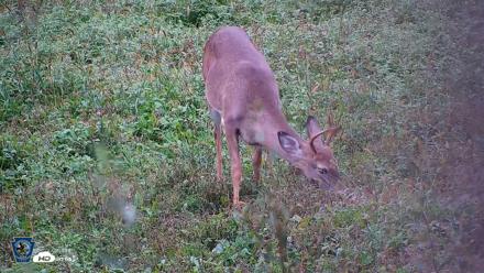 Pennsylvania Elk Live Webcam - Oct 2, 2026, 5:50pm EDT