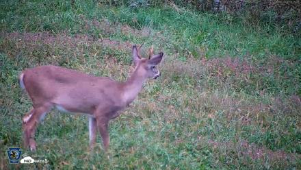 Pennsylvania Elk Live Webcam - Oct 2, 2026, 6:26pm EDT