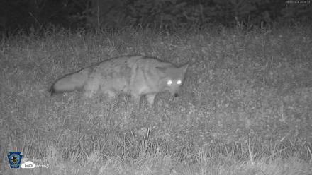 Pennsylvania Elk Live Webcam - Sep 9, 2026, 8:37pm EDT