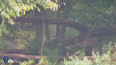 Pennsylvania Elk Live Webcam - Sep 6, 2026, 9:38am EDT