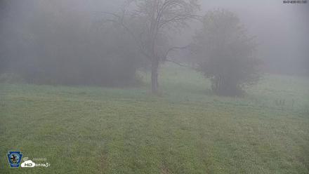 Pennsylvania Elk Live Webcam - Sep 7, 2026, 8:11am EDT