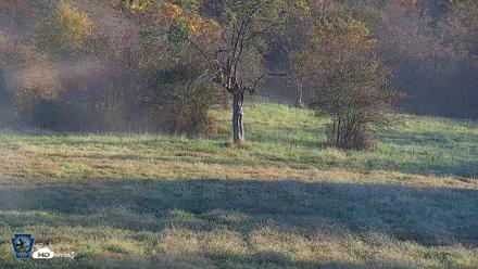 Pennsylvania Elk Live Webcam - Oct 3, 2026, 8:21am EDT