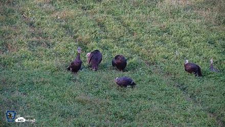 Pennsylvania Elk Live Webcam - Sep 9, 2026, 6:11pm EDT