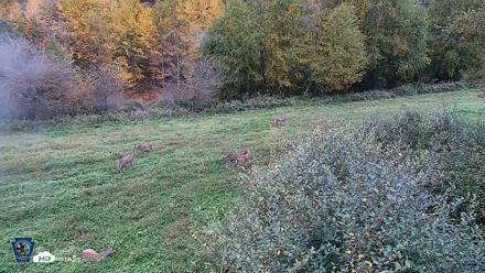 Pennsylvania Elk Live Webcam - Oct 2, 2026, 5:36pm EDT