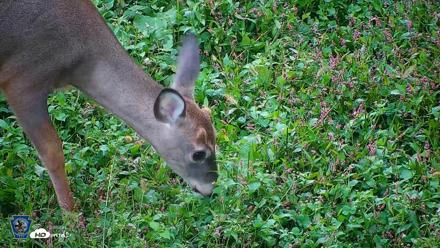 Pennsylvania Elk Live Webcam - Oct 1, 2026, 8:17am EDT