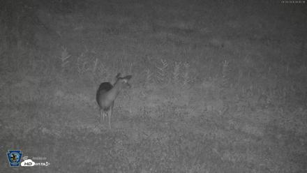 Pennsylvania Elk Live Webcam - Sep 28, 2026, 6:15am EDT