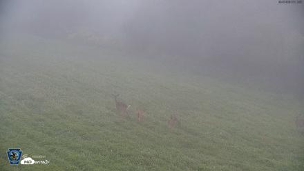 Pennsylvania Elk Live Webcam - Sep 7, 2026, 7:13am EDT