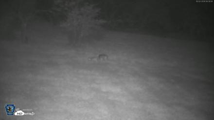 Pennsylvania Elk Live Webcam - Oct 2, 2026, 6:29am EDT