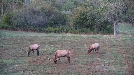 Pennsylvania Elk Live Webcam - Sep 9, 2025, 7:41pm EDT