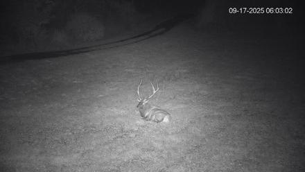 Pennsylvania Elk Live Webcam - Sep 17, 2025, 6:04am EDT