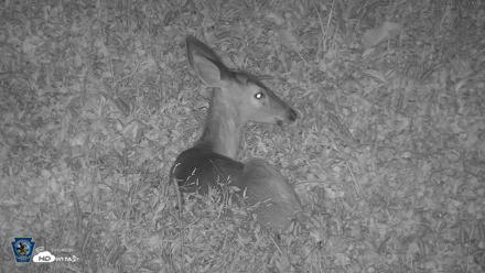 Pennsylvania Elk Live Webcam - Sep 9, 2026, 8:18pm EDT